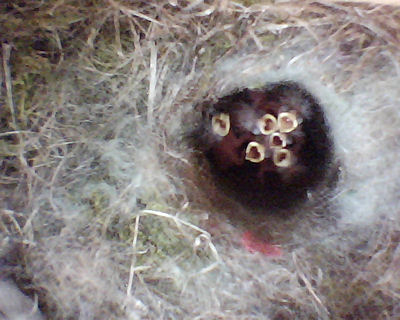 Benutzer&uuml;bermitteltes Bild